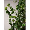 ficus-benjamina-359 観葉植物 フィカス ベンジャミン 7号 バロック ラスターポット 付き HitoHana(ひとはな) 26534683