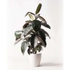 ficus-burgundy-25 �ϗt�A�� �t�B�J�X �o�[�K���f�B 8�� �m�[�}�� ���X�^�[�|�b�g �t�� HitoHana(�ЂƂ͂�) 26536257