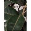 ficus-burgundy-25 �ϗt�A�� �t�B�J�X �o�[�K���f�B 8�� �m�[�}�� ���X�^�[�|�b�g �t�� HitoHana(�ЂƂ͂�) 26536257