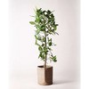 ficus-benghalensis-259 �ϗt�A�� �t�B�J�X �x���K�����V�X 10�� �X�g���[�g ���u�o�X�P�b�gNatural �t�� HitoHana(�ЂƂ͂�) 26537027