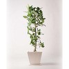 ficus-benghalensis-273 �ϗt�A�� �t�B�J�X �x���K�����V�X 10�� �X�g���[�g �p�E�_�[�X�g�[�� �� �t�� HitoHana(�ЂƂ͂�) 26537167