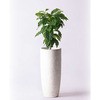 coffee-tree-119 ϗtA R[q[̖ 6 GRXg[g[^Cv white t HitoHana(ЂƂ͂) 26537788