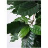 coffee-tree-119 ϗtA R[q[̖ 6 GRXg[g[^Cv white t HitoHana(ЂƂ͂) 26537788