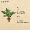 FG-ARECA50 tFCNO[ V YAMAZEN(RP) 28659586
