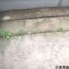 32577124