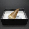 モササウルスの歯(小箱) ナリカ