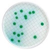 MXSMCET48 ミリフレックス セトリミド寒天充填済培地カセット 48×1ST Merck(メルクミリポア) 38555729