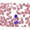 ライシュマンエオシンメチレンブルー 粉末 顕微鏡用 101350 10G Merck(メルクミリポア)