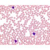 メイーグリュンワルドエオシンメチレンブルー 粉末 顕微鏡用 101352 25G Merck(メルクミリポア)