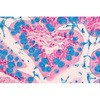 アルシャンブルー染色液 顕微鏡用 101647 500ML Merck(メルクミリポア)