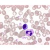 ギムザアズールエオシンメチレンブルー 粉末 顕微鏡用 109203 25G Merck(メルクミリポア)