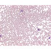 ライトエオシンメチレンブルー 粉末 顕微鏡用 109278 25G Merck(メルクミリポア)