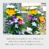 1007893 Edp  ACfBA 41528017
