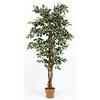 観葉植物 フィカス 1124 不二貿易