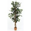 観葉植物 フィカス 690 不二貿易