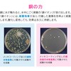 GA-RE006 KIi \z[o  (t ʒnEnp G1/2) GAONA(KIi) 45080194