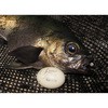 7.5g 25011 V[t[N Arukazik Japan(AJWbNWp) 46227127