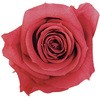 R[sN vU[uh v}F[ ׂ Primavera(v}F[) 49416352