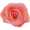 uC_s[` vU[uh v}F[ rbOxx Primavera(v}F[) 49416772