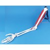 実物大腕の関節模型筋肉付き(握手くん) ナリカ