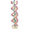 DNA 模型