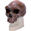 古代人頭蓋骨模型 (古代型ホモサピエンス)VP754N/1 ナリカ