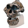 古代人頭蓋骨模型(ボイセイ猿人) ナリカ