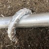 52520738,52520747,52520756
