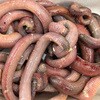 活きイワムシ(マムシ、イワイソメ、本虫) ノーブランド