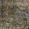 水産物・水産加工物