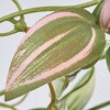 FG003801 [uiOnMO  53180428