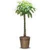 観葉植物パキラ(発財の木)10号鉢 大丸興業