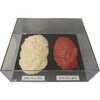 脂肪/筋肉対比セット(500g) イワイサンプル