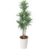 観葉植物 ドラセナ