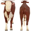 fr080125 �w���t�H�[�h�̗Y�� / Hereford Steer Heinimex 57734408