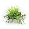 人工植物 グリーンミックスアレンジ LION (ライオン事務器)