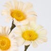 FM000326-037 ~f[W[Xv[ MAGIQ() 60301730