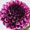 FM000376-017 }K[e} MAGIQ() 60301836