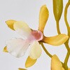 FM001219-004 }iI[Lbh MAGIQ() 60302080
