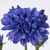 FM000335-010 u[~[} MAGIQ() 60311451