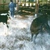 61264519