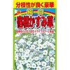 【タネ】 分枝性が良く豪華 純白 宿根かすみ草 アタリヤ農園