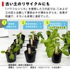 - パワフルシリカ パワフルシリカ 61777444
