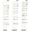 プロテインラダーマーカー PMシリーズ BLUltra Prestained Protein Ladder GeneDireX