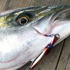 #04 bhS[h O[Gy[ 20g IUu[ 62430929