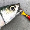 #04 bhS[h O[Gy[ 20g IUu[ 62430929