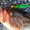 #04 bhS[h O[Gy[ 20g IUu[ 62430929