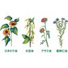 - IXJ[ Jg[J[vX IXJ[ 63023048