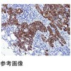 51463A NewV4X^[tXg 100 w 64127274
