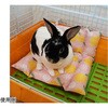 - Bunny Room ӂӂK[f hM[} 64138027